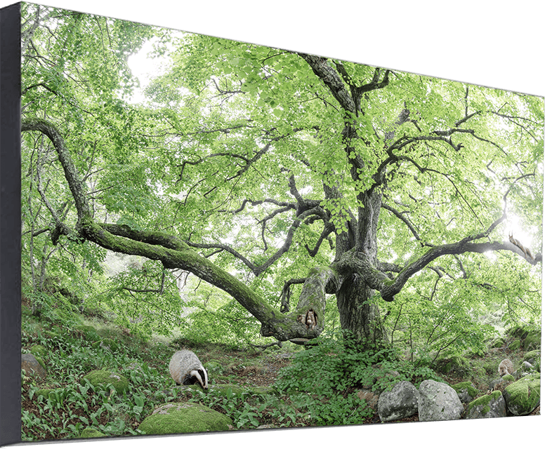 Væghængt akustikbillede m. skov og dyr